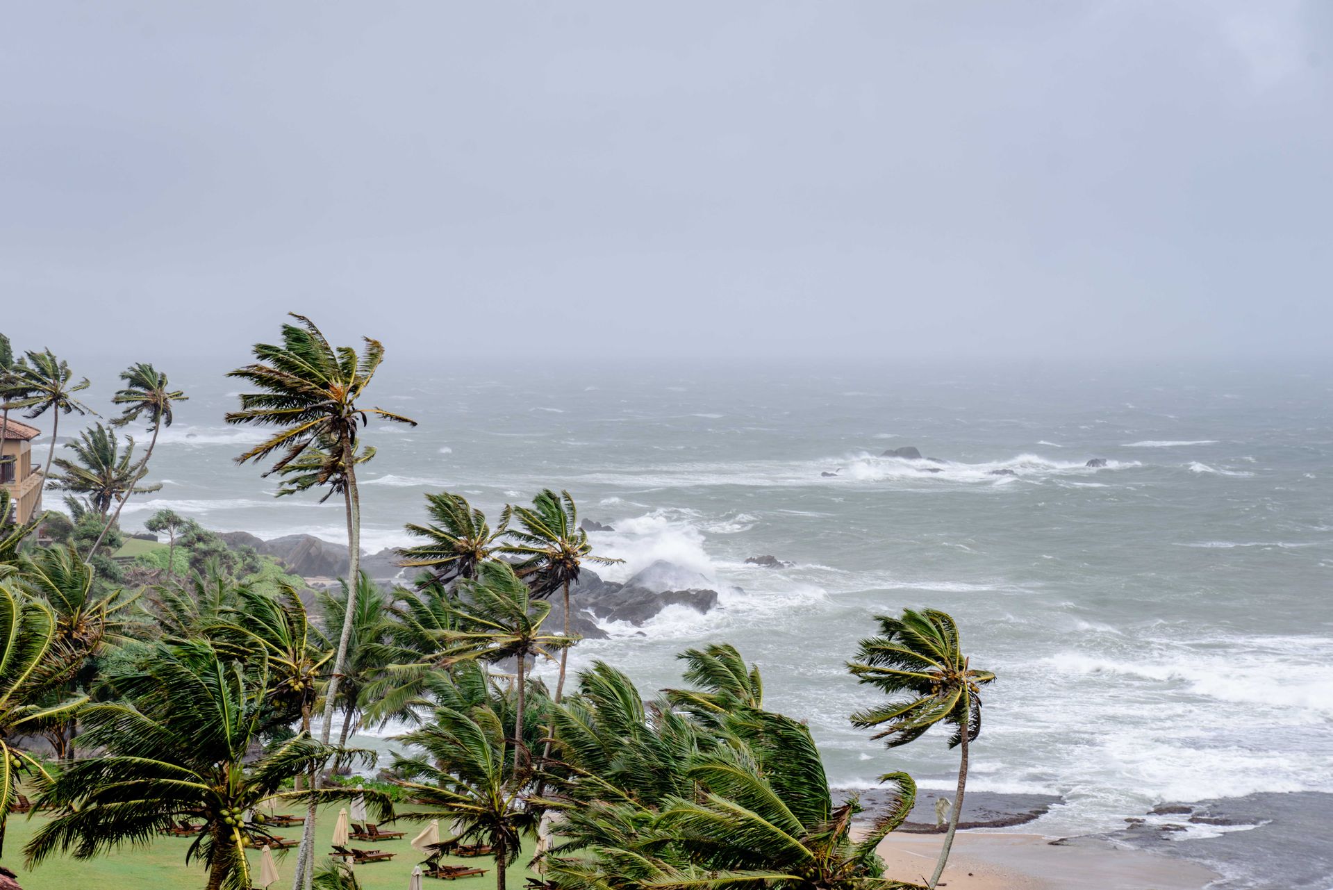 Palms trees in strong winds